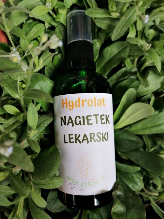 nagietek.jpeg