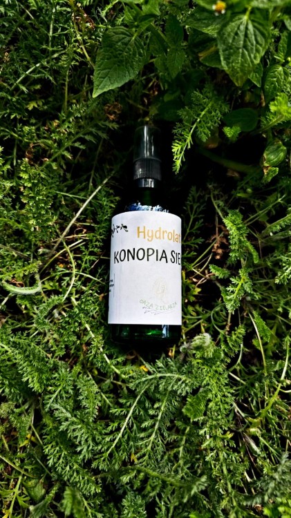 hydrolat konopia siewna.jpeg
